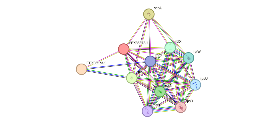 STRING protein interaction network