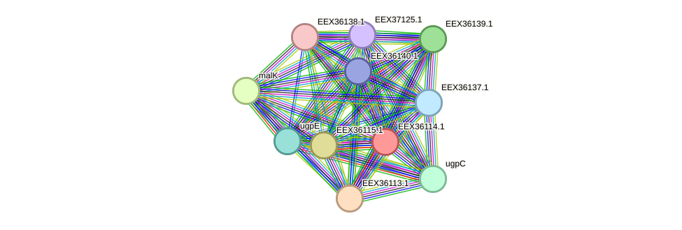 STRING protein interaction network