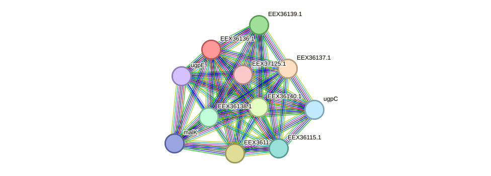 STRING protein interaction network