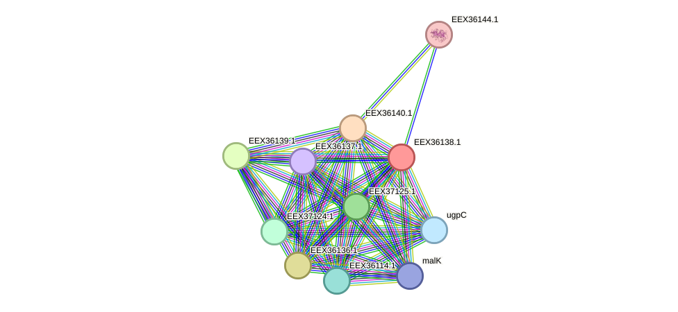 STRING protein interaction network