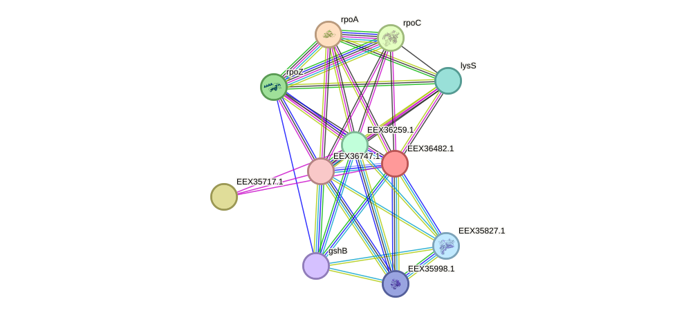 STRING protein interaction network