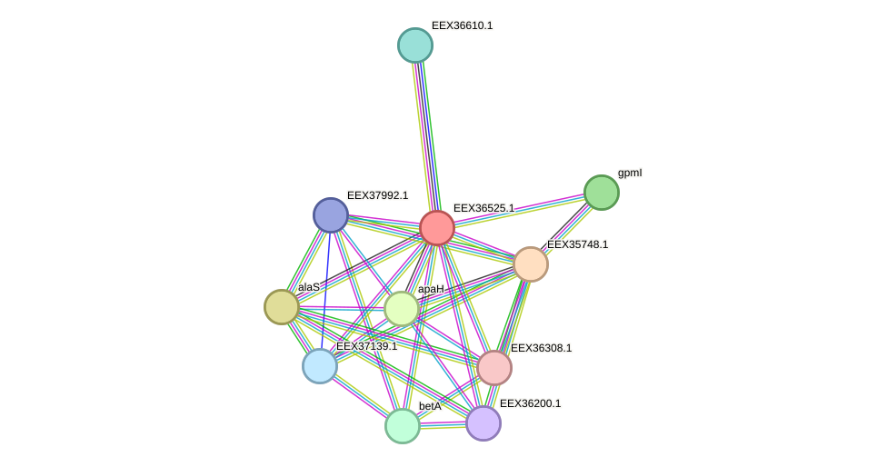 STRING protein interaction network
