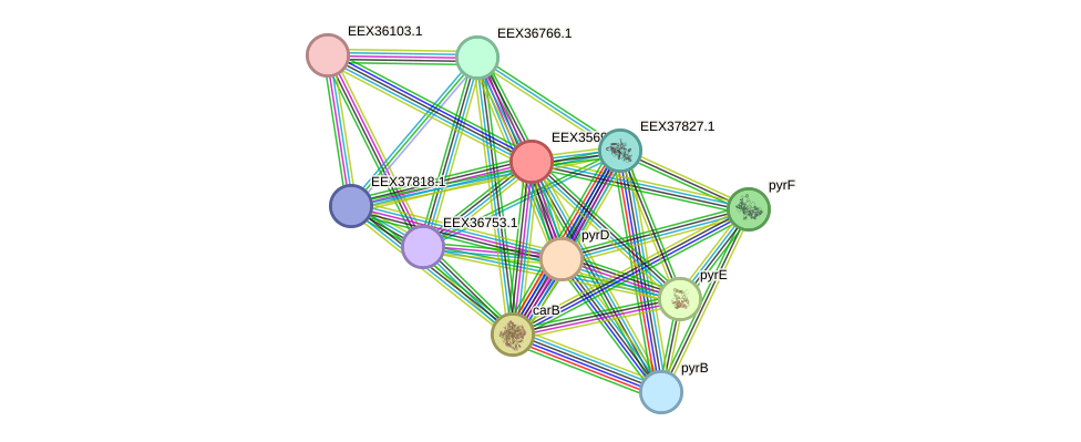 STRING protein interaction network