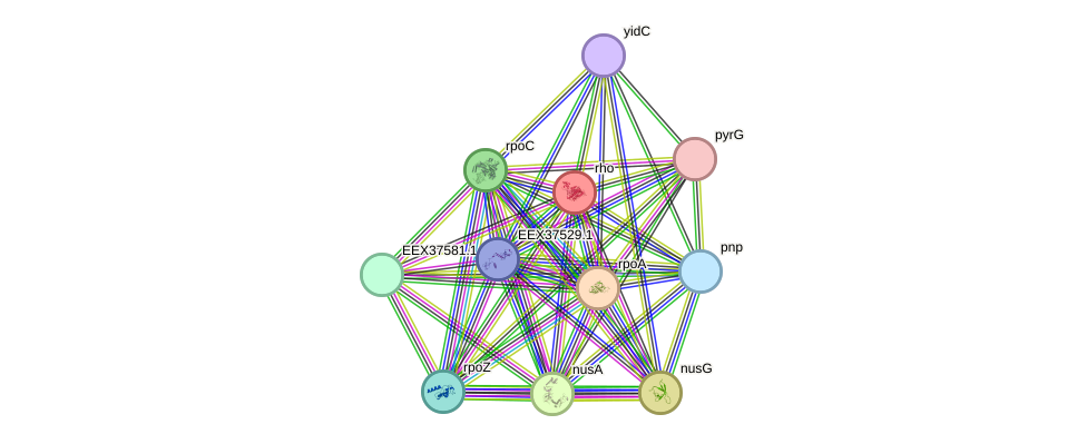 STRING protein interaction network