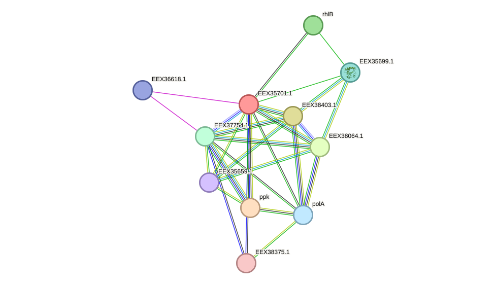 STRING protein interaction network