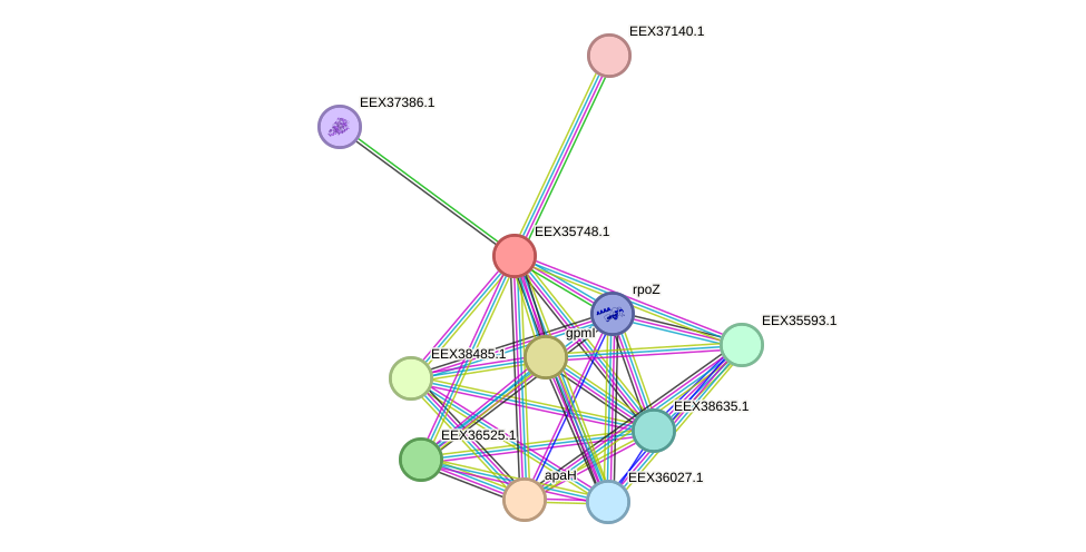 STRING protein interaction network