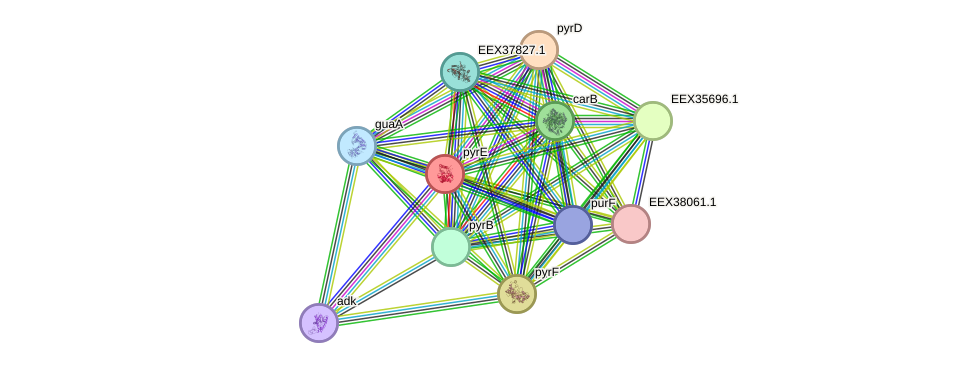 STRING protein interaction network