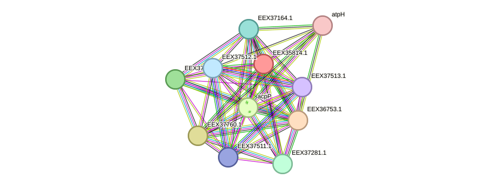 STRING protein interaction network