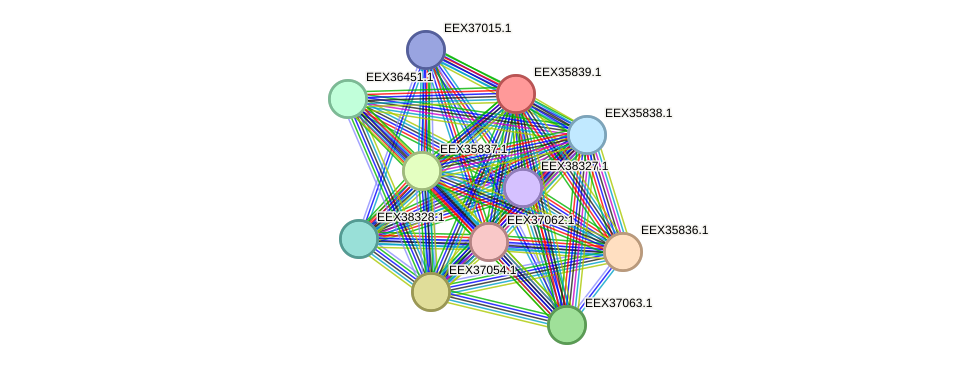 STRING protein interaction network
