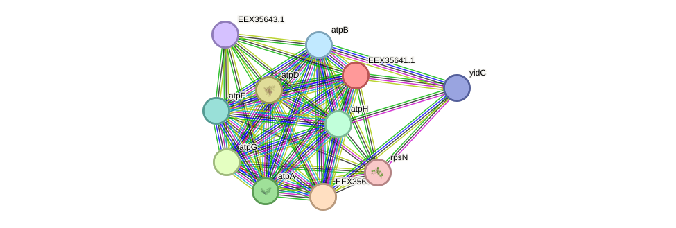 STRING protein interaction network