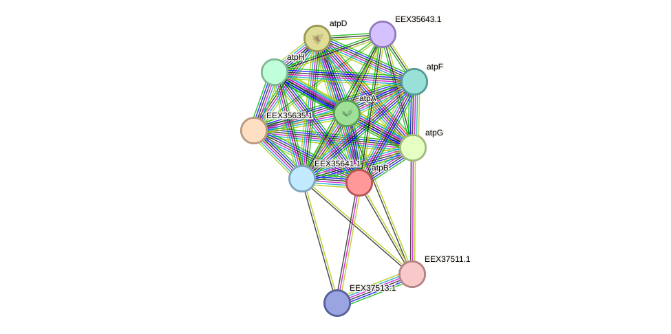 STRING protein interaction network