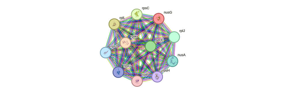 STRING protein interaction network