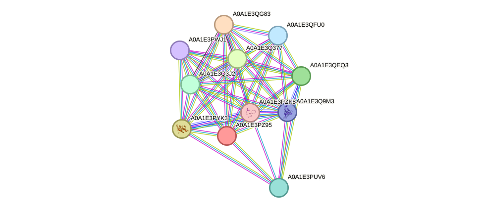 STRING protein interaction network