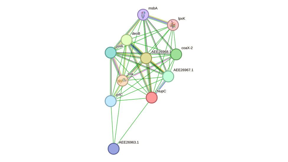 STRING protein interaction network