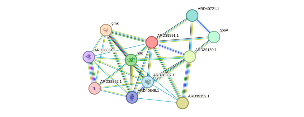 STRING protein interaction network