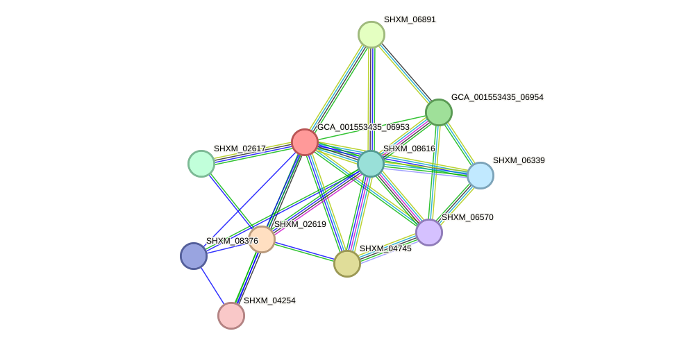 STRING protein interaction network