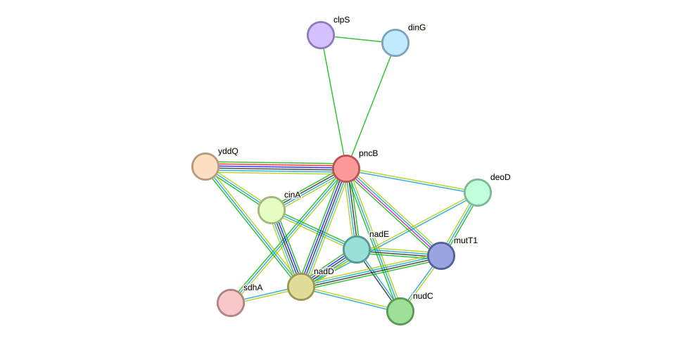 STRING protein interaction network