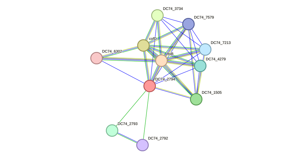 STRING protein interaction network