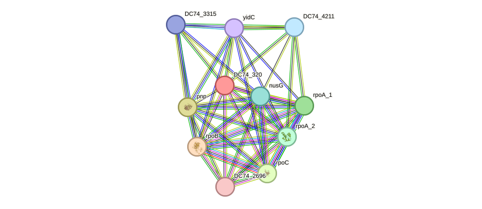 STRING protein interaction network