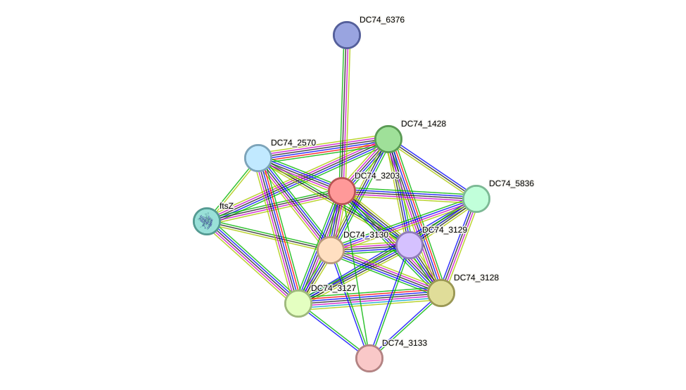 STRING protein interaction network