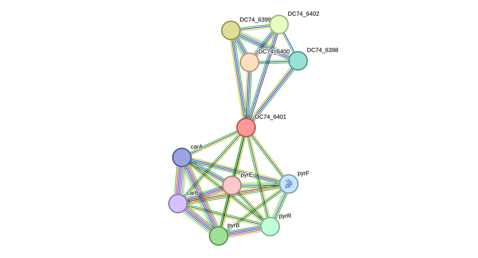 STRING protein interaction network