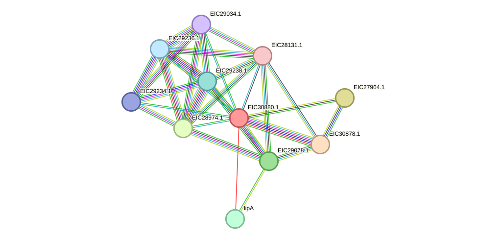 STRING protein interaction network