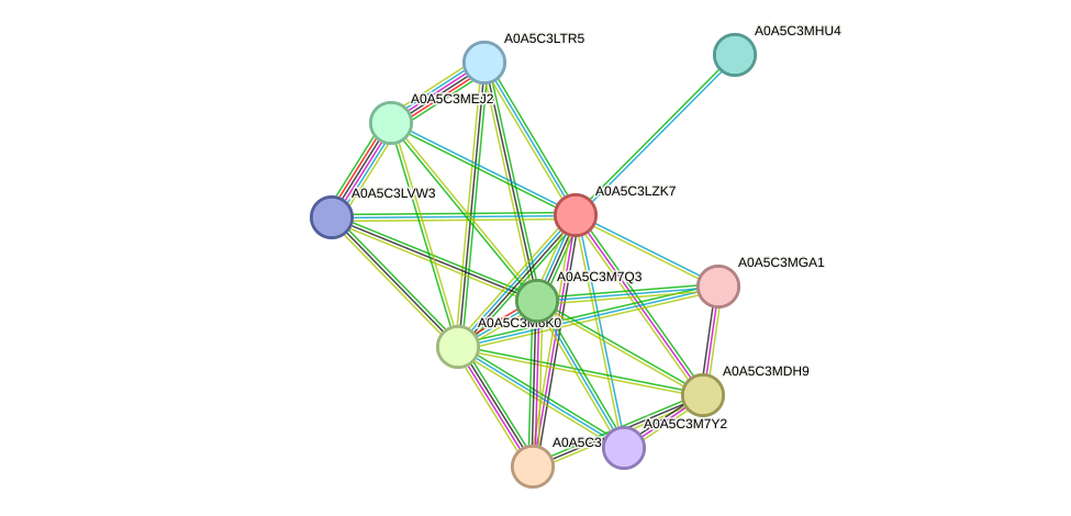 STRING protein interaction network