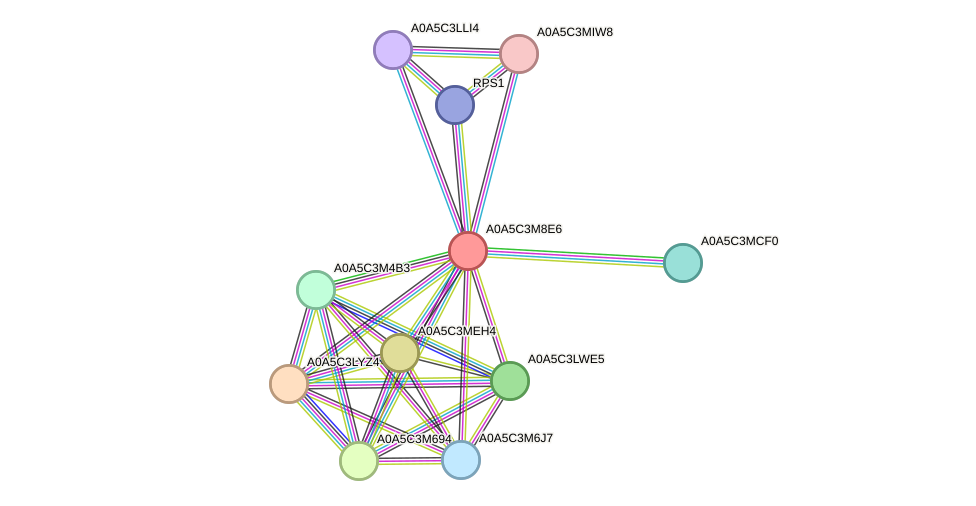 STRING protein interaction network