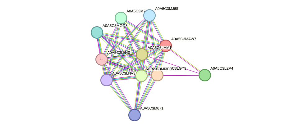 STRING protein interaction network