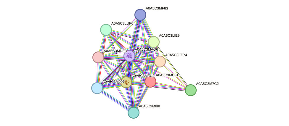 STRING protein interaction network