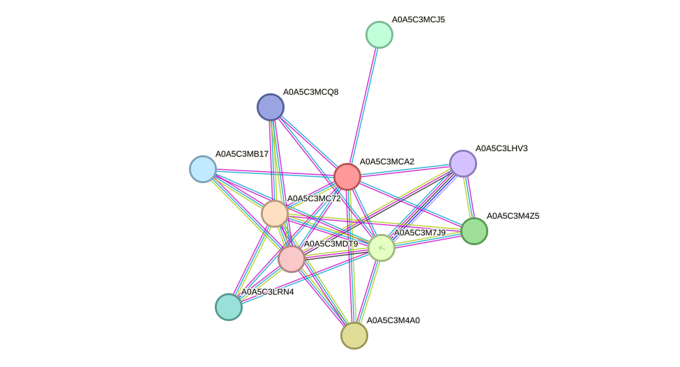 STRING protein interaction network