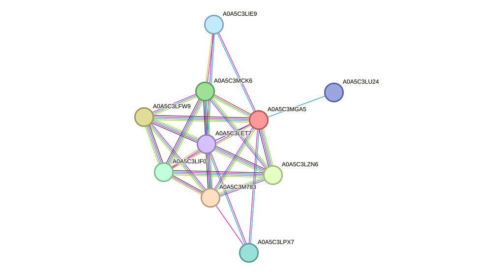 STRING protein interaction network