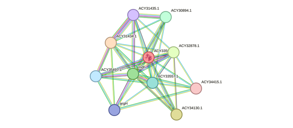 STRING protein interaction network