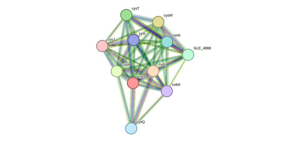 STRING protein interaction network