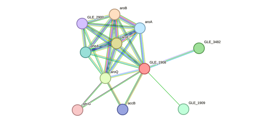 STRING protein interaction network