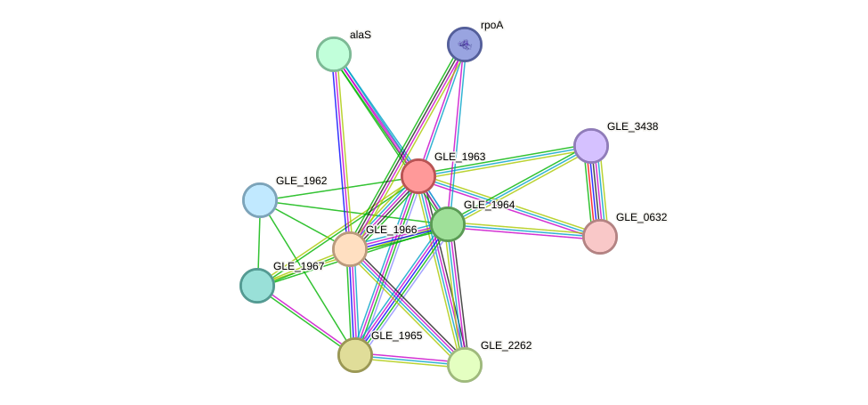 STRING protein interaction network