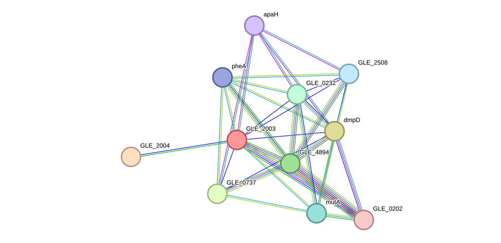 STRING protein interaction network