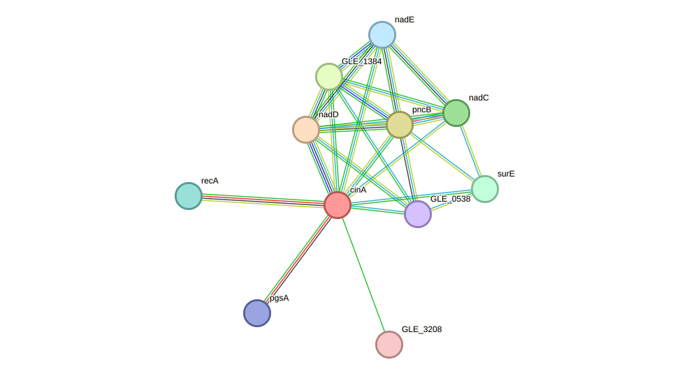 STRING protein interaction network