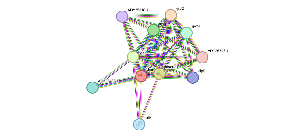 STRING protein interaction network