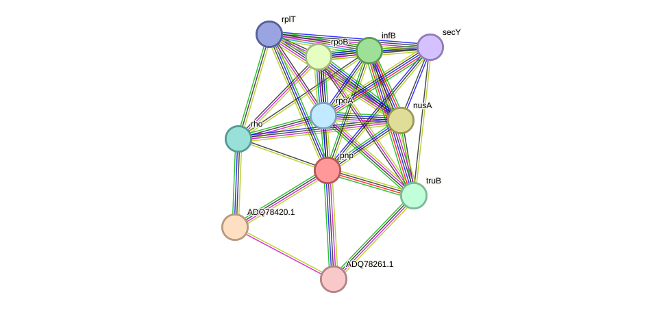 STRING protein interaction network