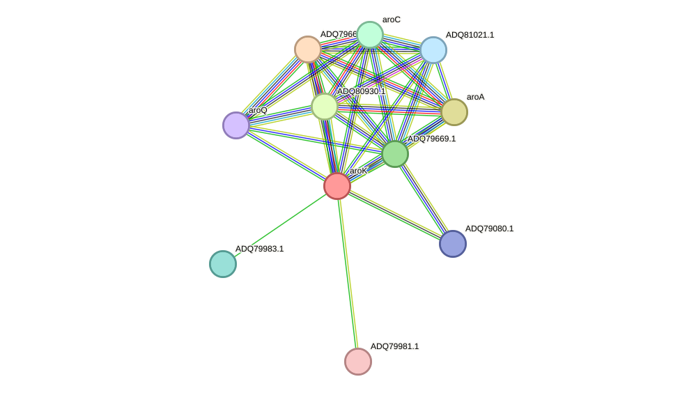 STRING protein interaction network