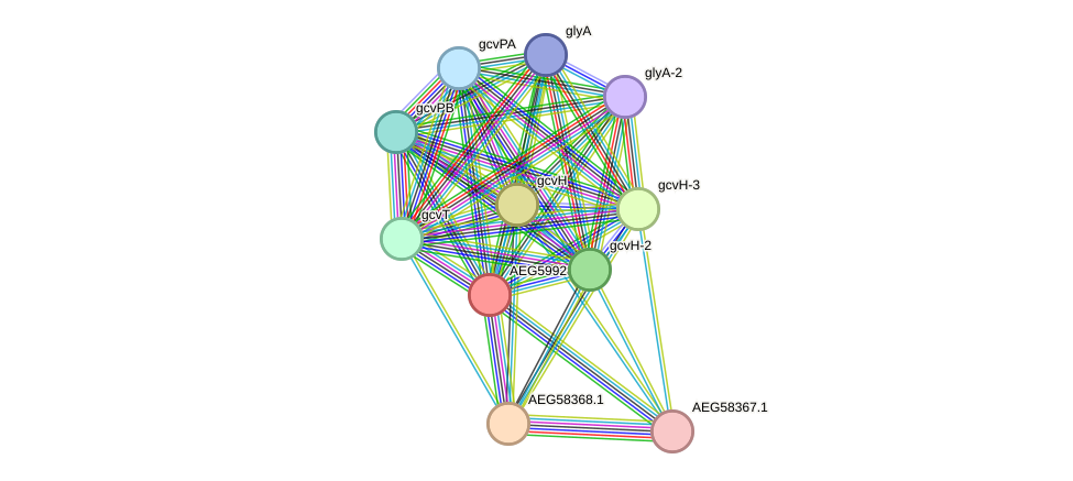 STRING protein interaction network