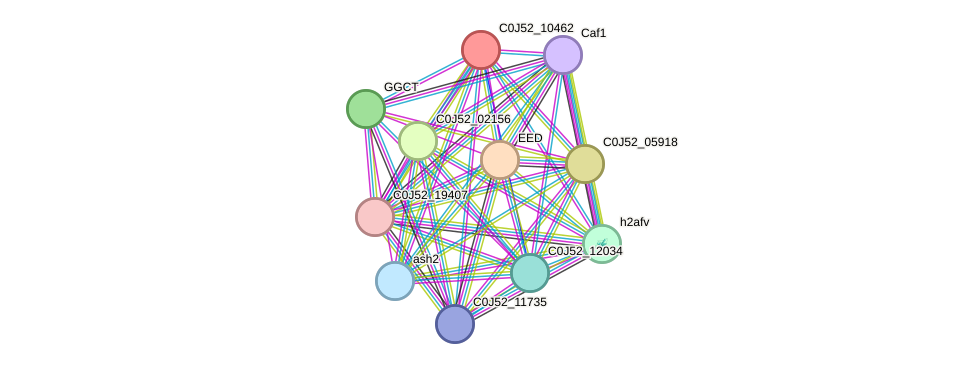 STRING protein interaction network