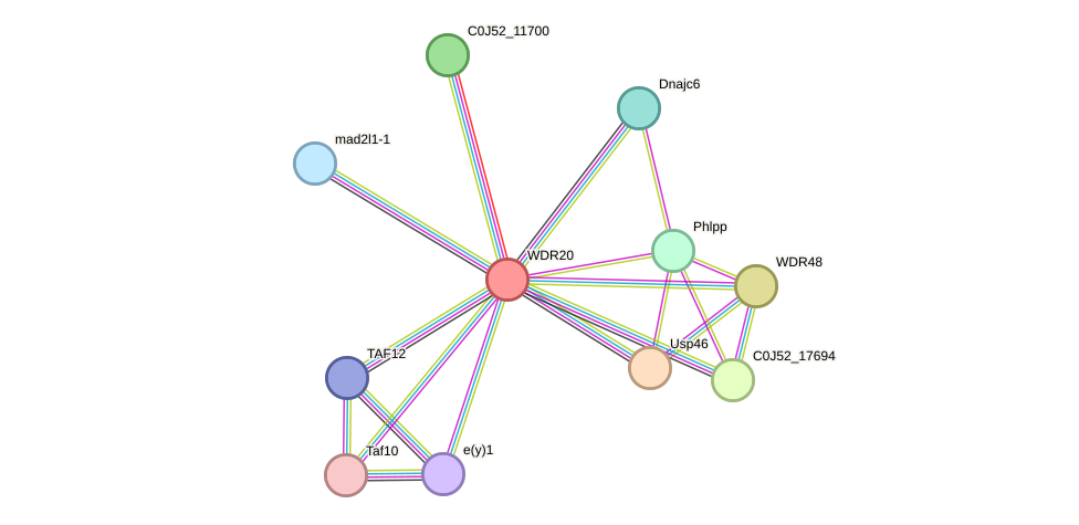 STRING protein interaction network