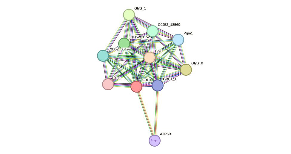 STRING protein interaction network