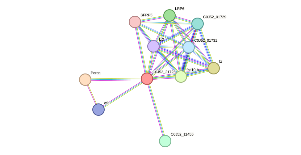 STRING protein interaction network