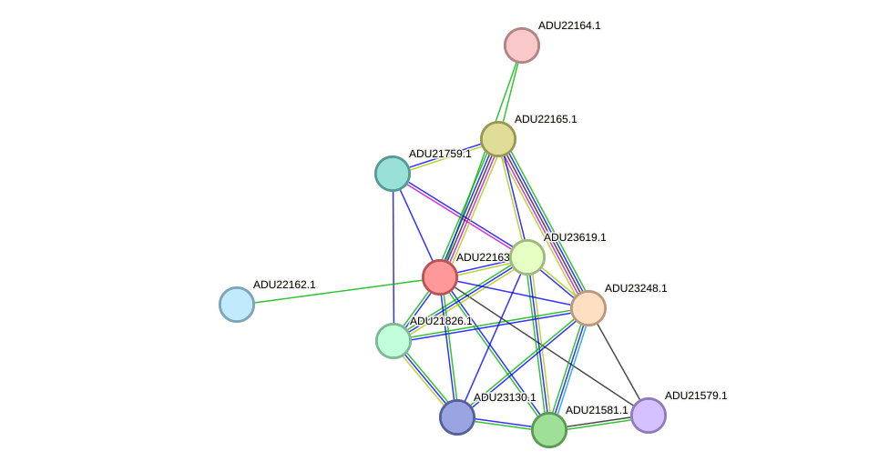 STRING protein interaction network