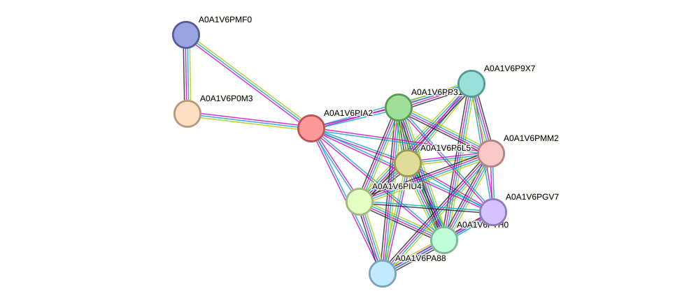 STRING protein interaction network