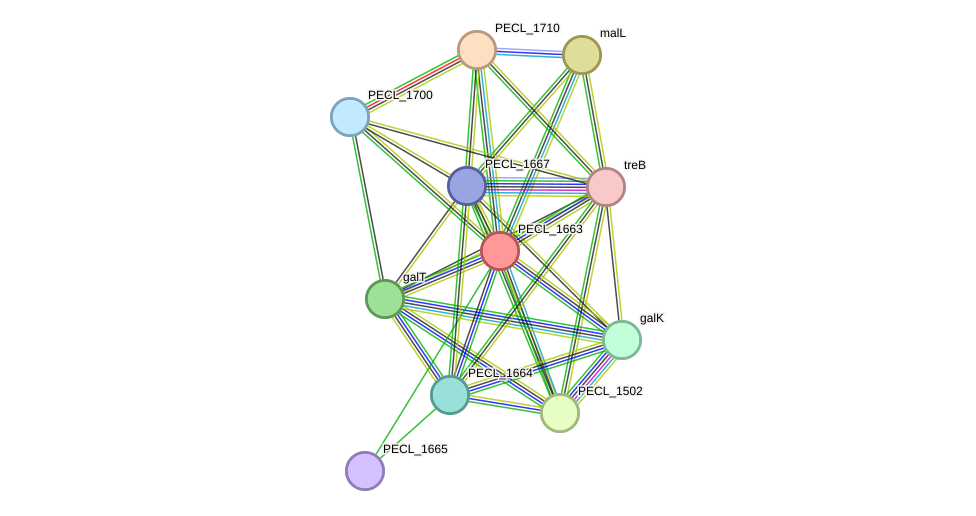 STRING protein interaction network