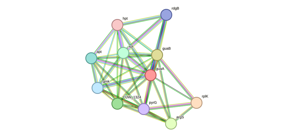 STRING protein interaction network